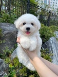 에르펫츠 강아지분양 고양이분양 다산점