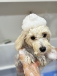 이끌리개