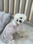이끌리개