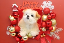 털로덮인친구들 수원광교점