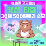 호계고고점핑 다이어트