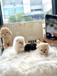 드림독 강아지고양이 안심분양센터 평택점