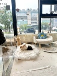 드림독 강아지고양이 안심분양센터 평택점