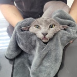 야옹이 GROOMING