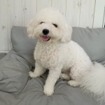 몽몽