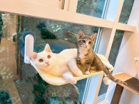 마곡 고양이 미용 호텔 마고미