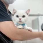 W 고양이미용센터 부평