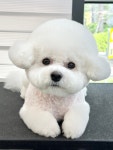 밍그루밍 애견미용실