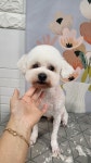 더이쁜 멍살롱
