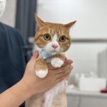 W 고양이미용센터 부평