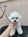 그루밍스튜디오