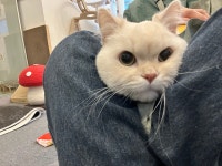 마곡 고양이 미용 호텔 마고미