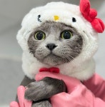 부산고양이미용&호텔 무냥무냥 대연점