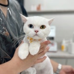 W 고양이미용센터 부평