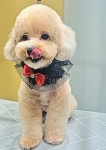 더펫살롱