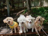 마인드몽 애견유치원/애견호텔/애견미용/데이케어