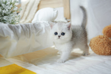 인천강아지분양 고양이분양 엘르펫