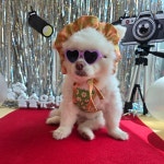 솔솔애견유치원