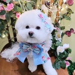 반짝이는그루밍하우스
