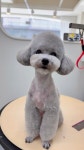 또또시 그루밍