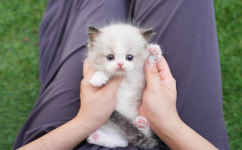 대구고양이분양 테디럽