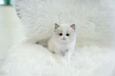 대구고양이분양 테디럽