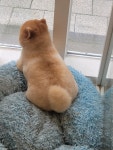 한남메이펫