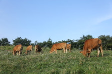 삼수령무무목장