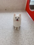 파파펫살롱