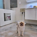 아모르펫살롱 본점