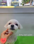 키티펫살롱