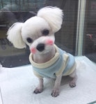 깔끔하개