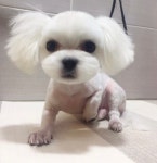 깔끔하개