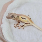 테라리움 파충류샵 게코몽 김포구래점