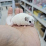 테라리움 파충류샵 게코몽 김포구래점