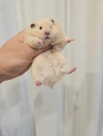 골든햄스터분양 탬펫 본점