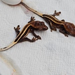 테라리움 파충류샵 게코몽 김포구래점