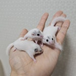 테라리움 파충류샵 게코몽 김포구래점