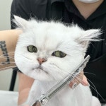 부산고양이미용&호텔 무냥무냥 대연점