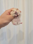 골든햄스터분양 탬펫 본점