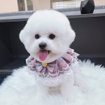이쁘개 애견미용 애견호텔