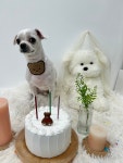 꾸미댕