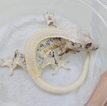 테라리움 파충류샵 게코몽 김포구래점