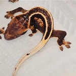 테라리움 파충류샵 게코몽 김포구래점