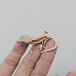 테라리움 파충류샵 게코몽 김포구래점