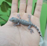 테라리움 파충류샵 게코몽 김포구래점