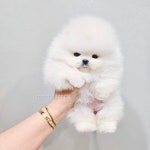 어벤져스켄넬 탑클래스펫 강아지분양
