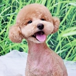 무아몽 해운대 강아지 애견미용