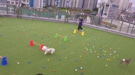 멍해피 애견유치원&호텔