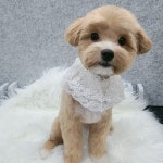이쁘개 애견미용 애견호텔